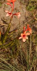 Watsonia stenosiphon
