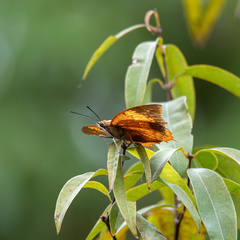 Charaxes bernardus