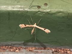 Platyptilia carduidactylus