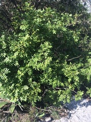 Rhus pachyrrhachis