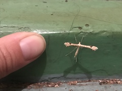 Platyptilia carduidactylus