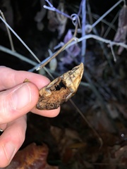 Amphibolips acuminata