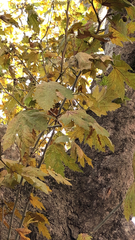 Platanus