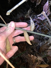 Amphibolips acuminata