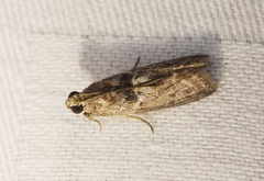 Indomyrlaea ferreotincta