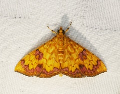 Isocentris filalis