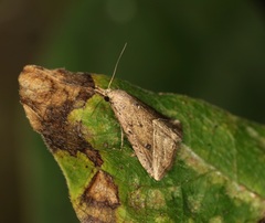 Luceria striata