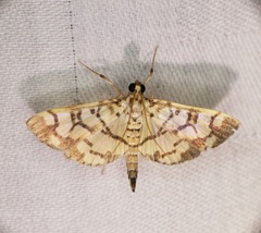 Lygropia distorta