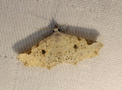 Prolophota trigonifera