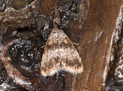 Salma ridiculalis