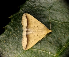Simplicia mistacalis