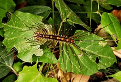 Thereuopoda clunifera