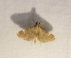 Cangetta hartoghialis