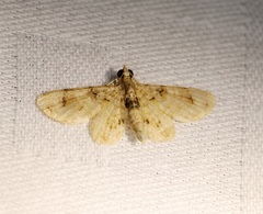 Gymnoscelis admixtaria