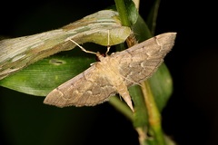Herpetogramma rudis