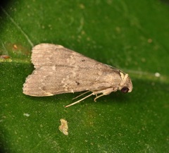 Hydrillodes abavalis