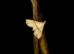 Hypenagonia