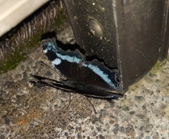 Kaniska canace nojaponicum