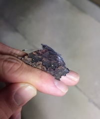 Kaniska canace nojaponicum