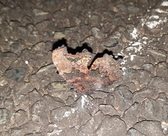 Kaniska canace nojaponicum