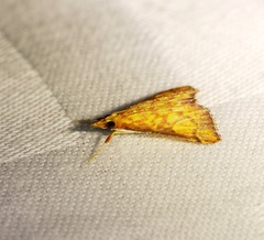 Pyrausta ignealis