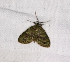 Sauris purpurotincta