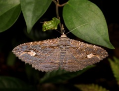 Anisoneura salebrosa