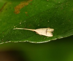 Lecithocera erecta