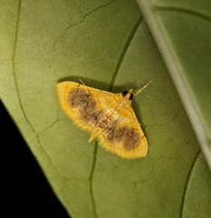 Mabra eryxalis