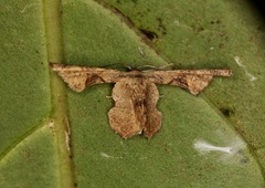 Monobolodes prunaria