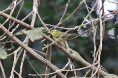 Phylloscopus ricketti