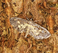Eurrhyparodes bracteolalis