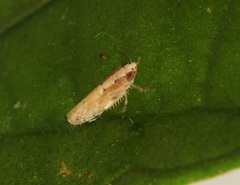 Scaphoideus coniceus