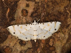 Pycnarmon cribrata