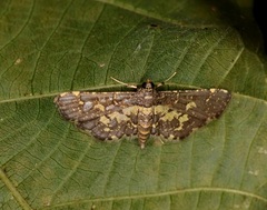 Eurrhyparodes bracteolalis