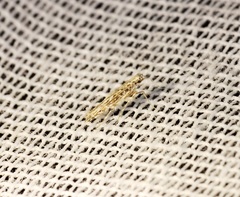 Stomphastis polygoni