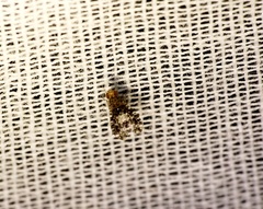 Homoneura trypetoptera