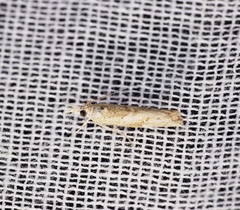 Culladia hastiferalis