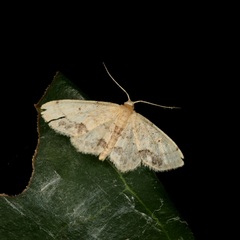 Idaea chotaria