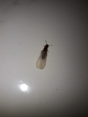 Termitoidae