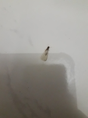 Termitoidae