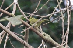 Phylloscopus ricketti