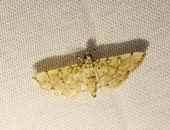 Lamprosema tampiusalis