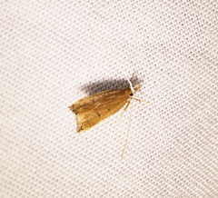 Lecitholaxa thiodora