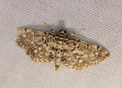 Metoeca nymphulalis