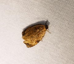 Sycacantha inopinata