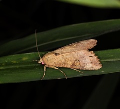 Tiracola aureata