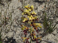 Tritoniopsis parviflora parviflora