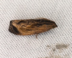 Cryptophlebia repletana