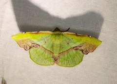 Fascellina plagiata